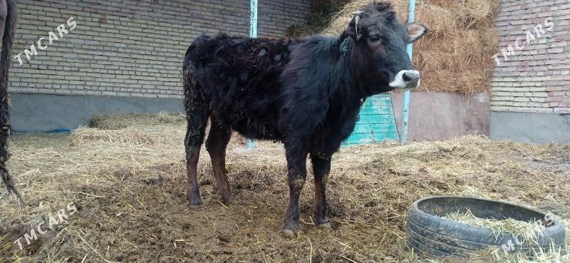 tüwe - Bäherden - img 1