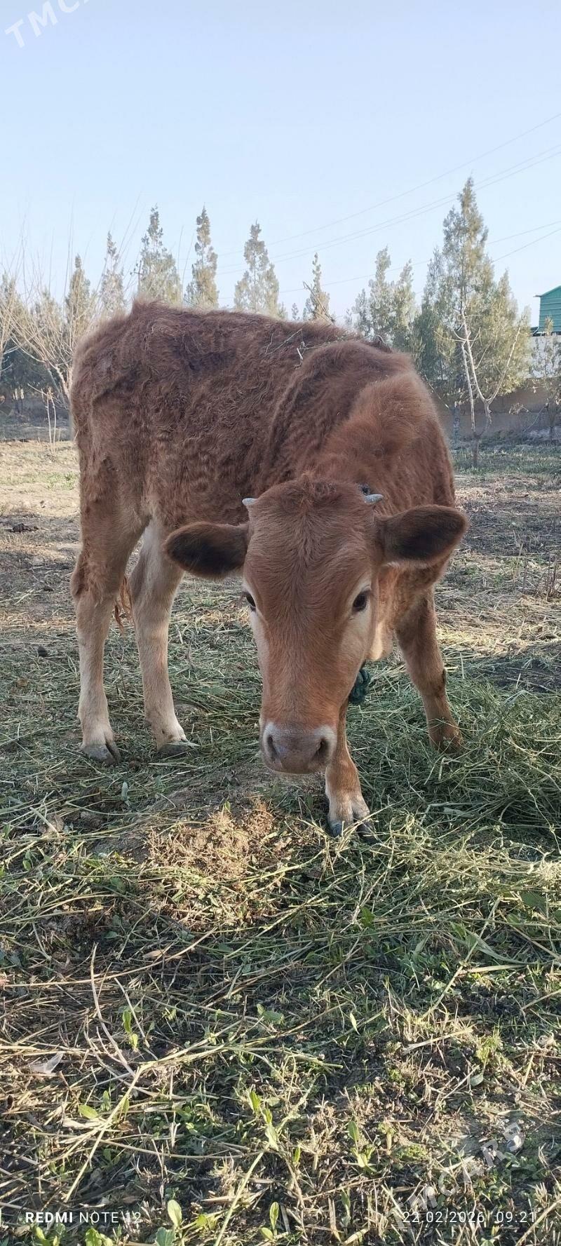 Tuwe - Бахарден - img 1