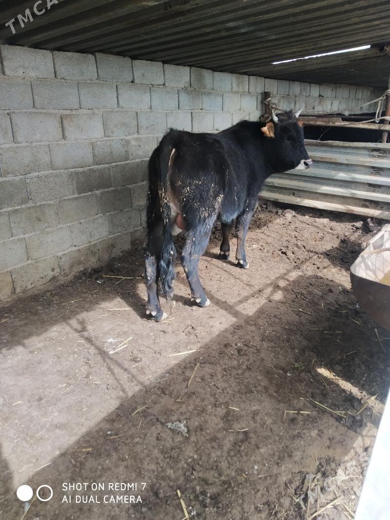 öküz - Türkmenbaşy - img 1