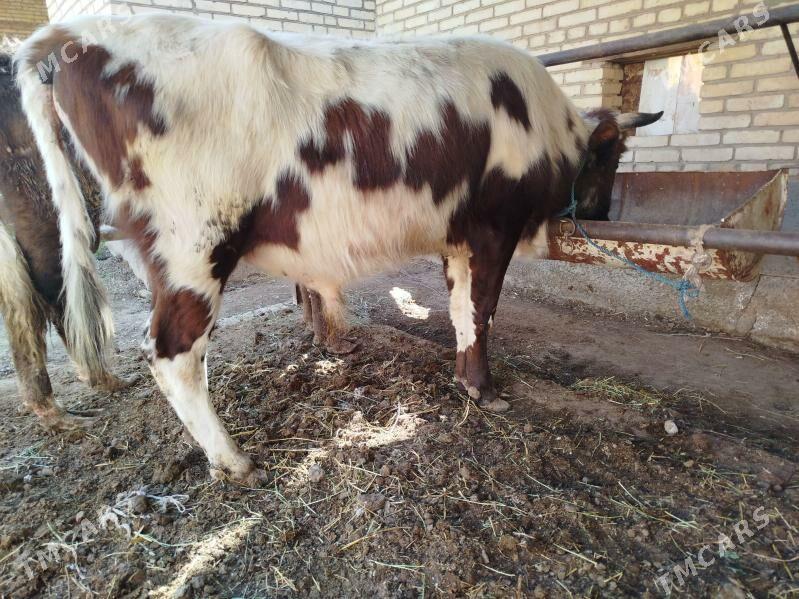 okuzler - Чарджоу - img 1