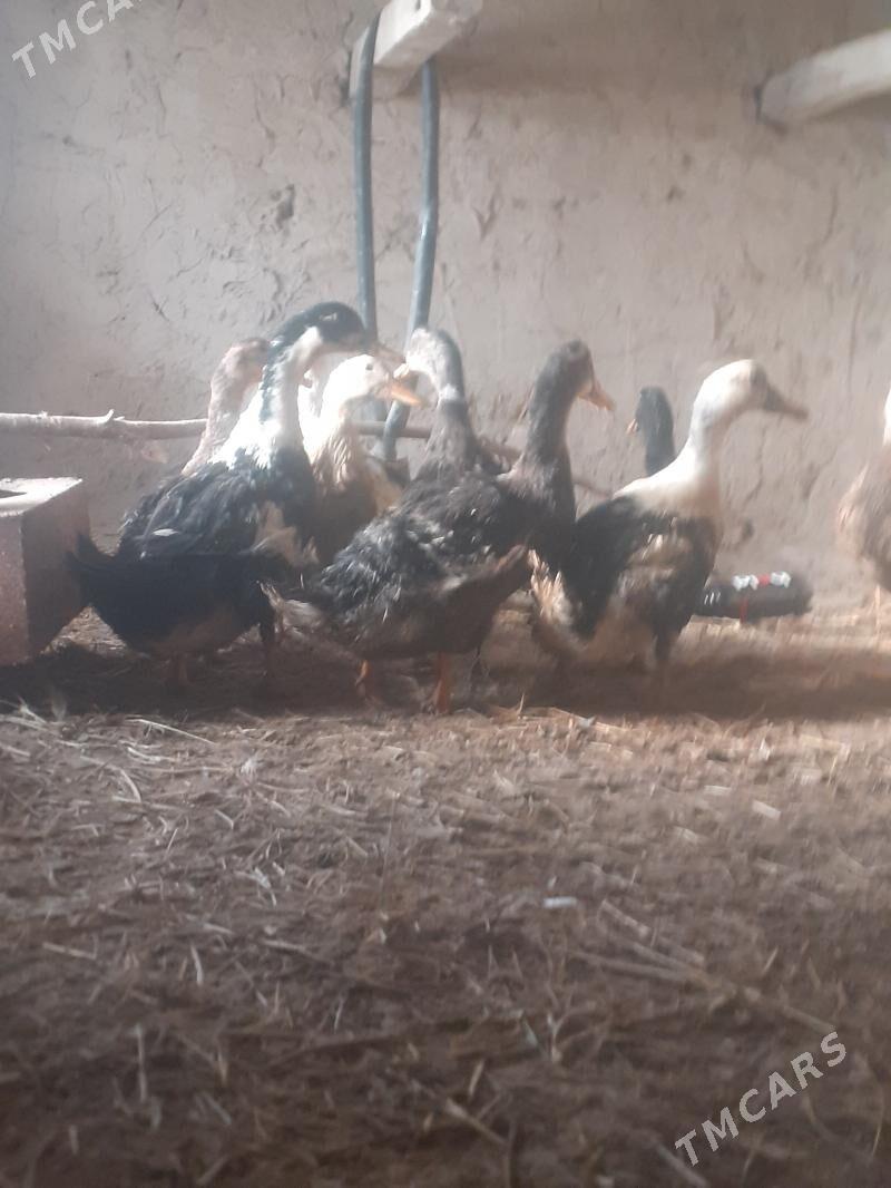 gak gak ördek - Murgap - img 1