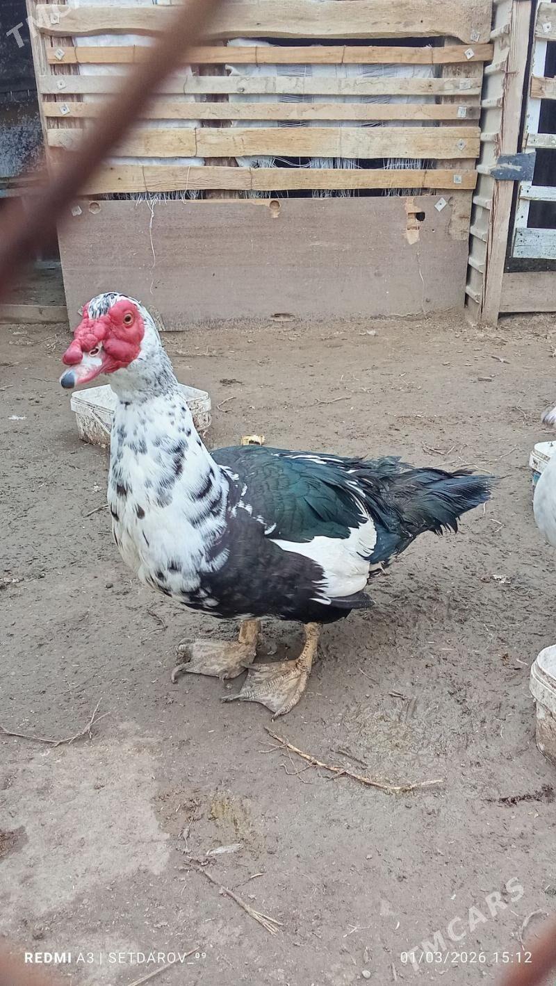 ördek  erkek - Джебел - img 1