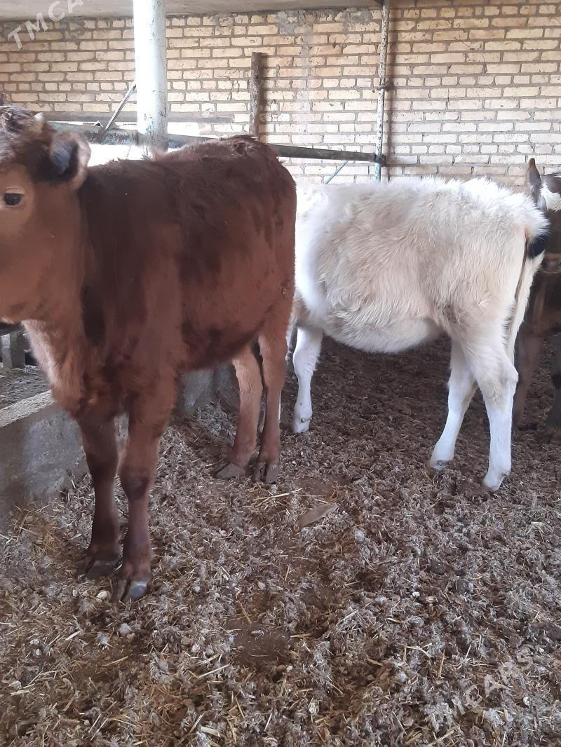 Unajynlar - Чарджоу - img 1