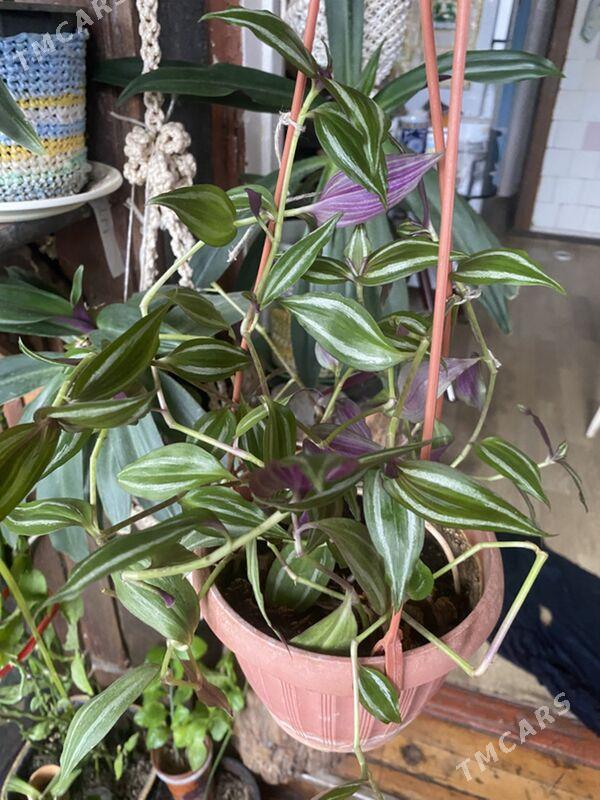 цветы домашние - Ашхабад - img 1