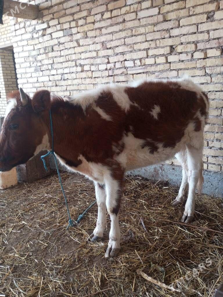 unajyn - Dänew - img 1