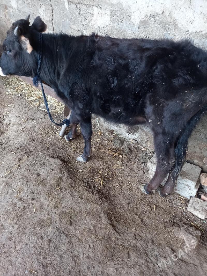 Okuz - Гызыларбат - img 1