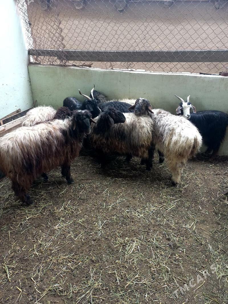 Bakylan İşşekler - Hitrowka - img 1