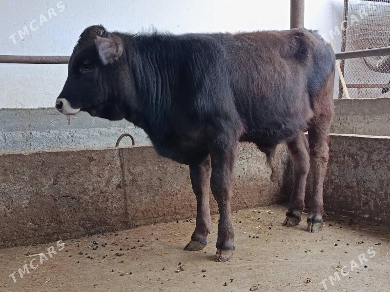 окуз - Garadamak Şor - img 1