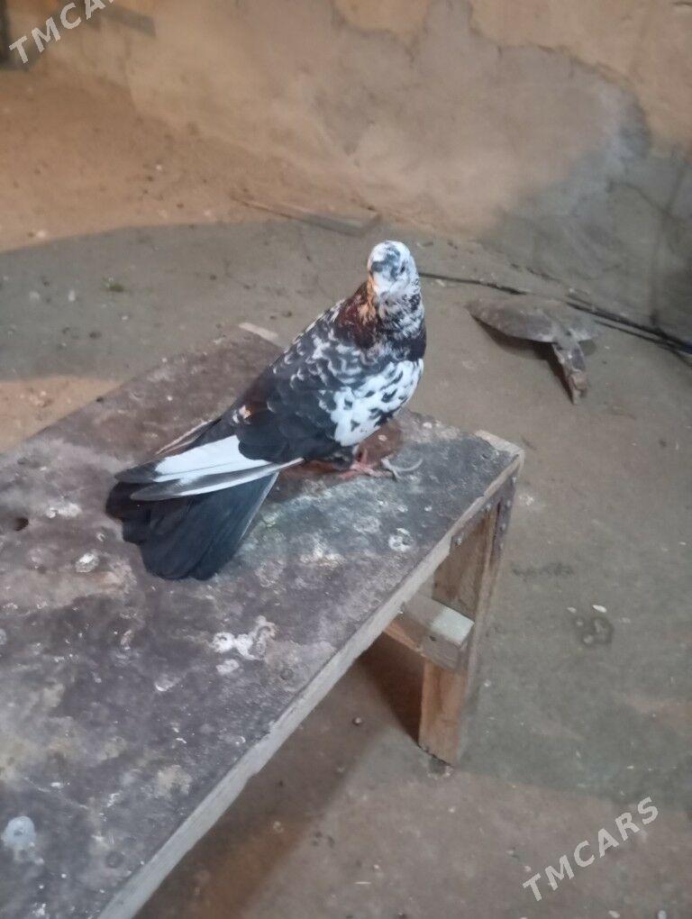 kepderi - Гызыларбат - img 1