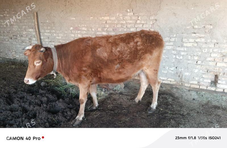 sygyr - Mary - img 1