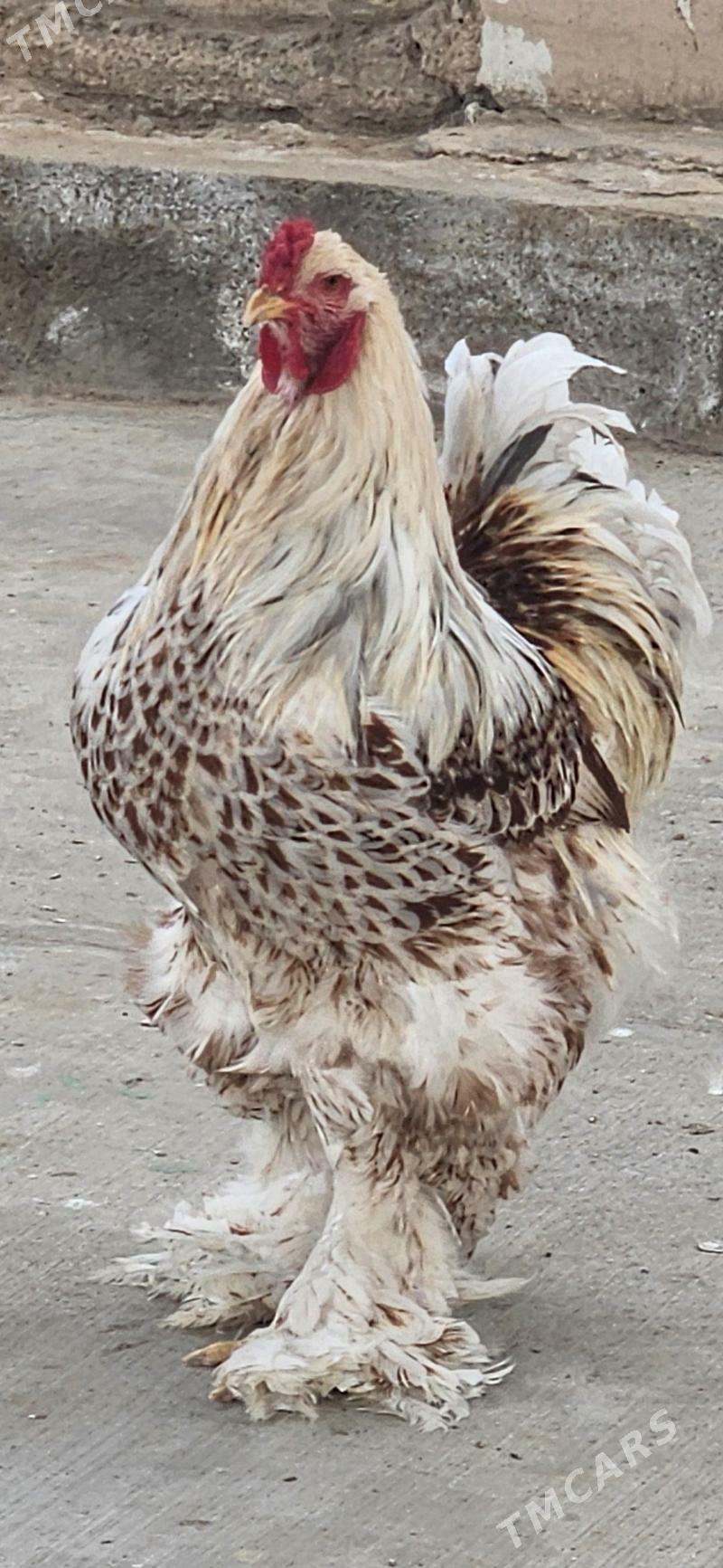 brama belaya zolota - Гарадамак Шор - img 1