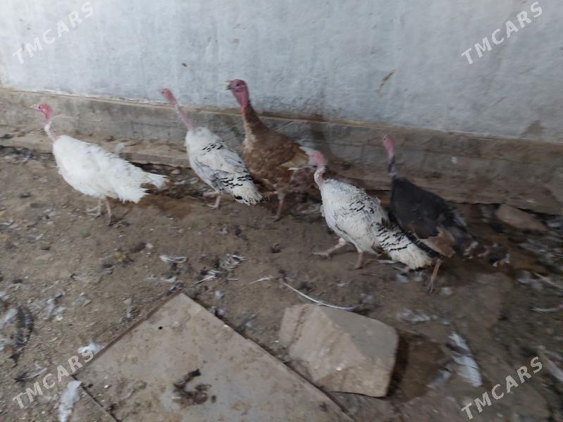 induk - Tejen - img 1