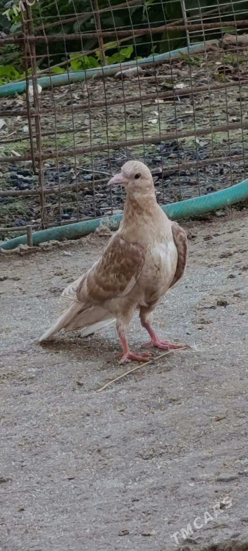 kepdery - 11 мкр - img 1