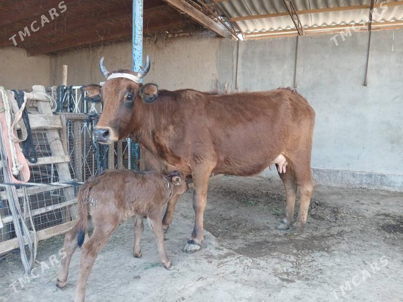 goleli - Wekilbazar - img 1