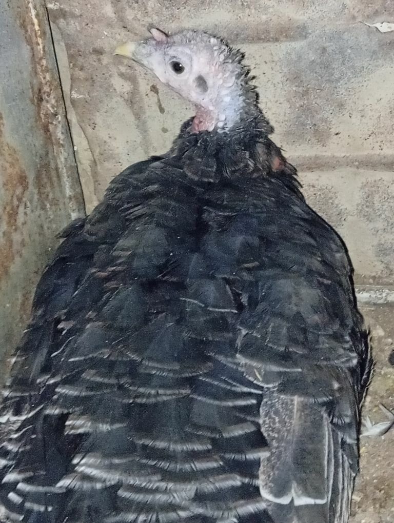 Kürk induk - Gyzylarbat - img 1