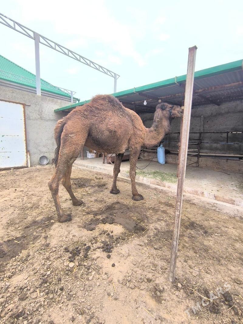 gysyr duye - Бахарден - img 1