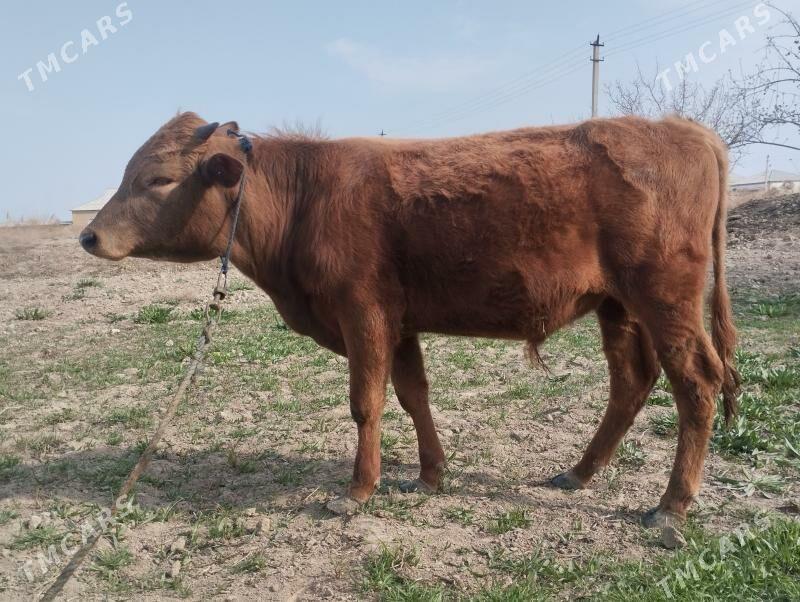 OkuzceOkuzce - Mary - img 1