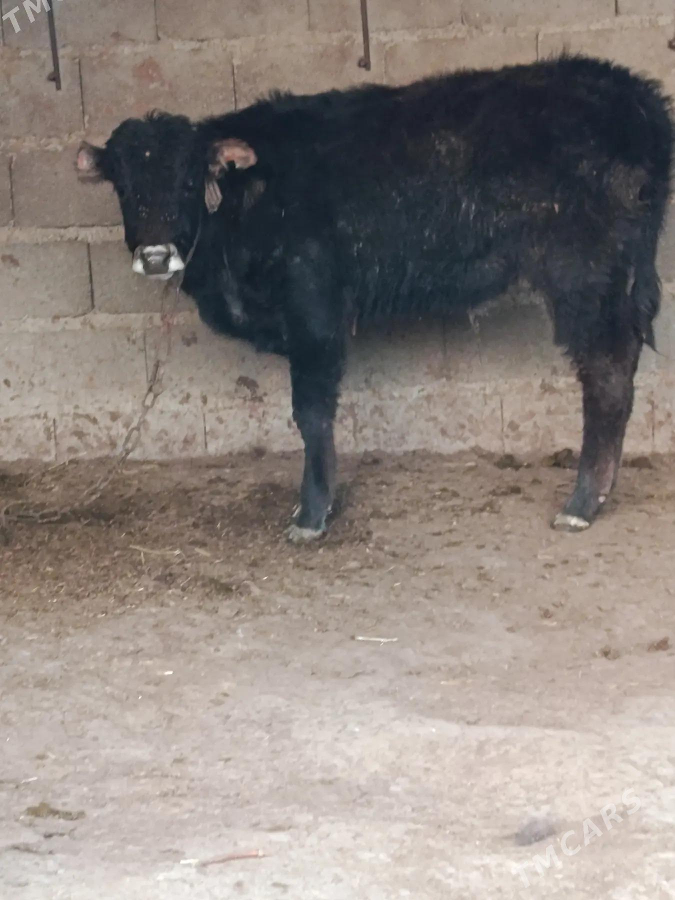 şiwes öküz - Bäherden - img 1