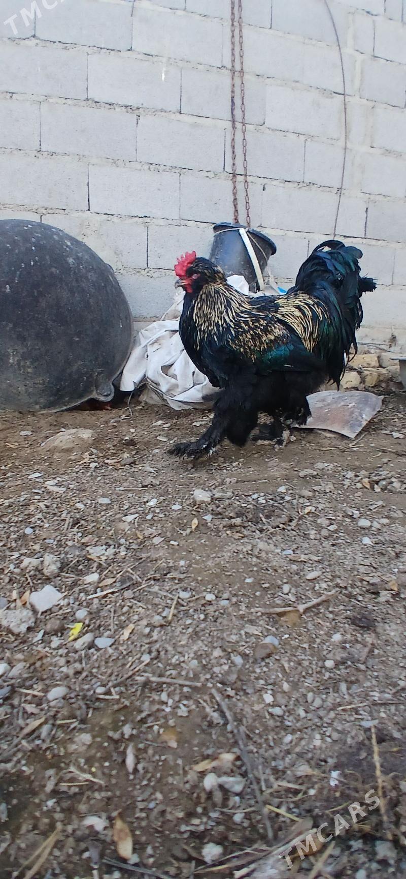 brama horaz - Bäherden - img 1