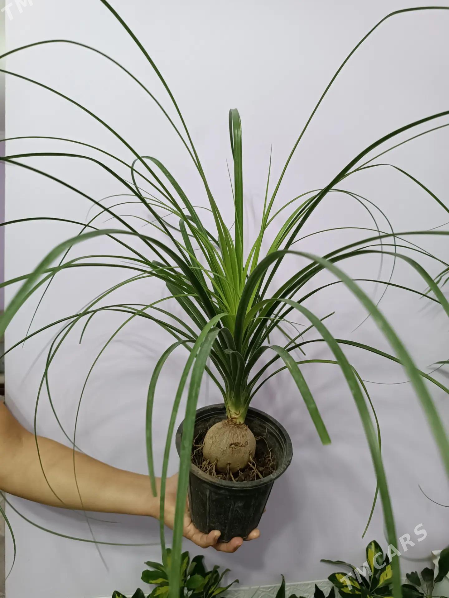 БОКАРНЕЯ НОЛИНА - Aşgabat - img 1