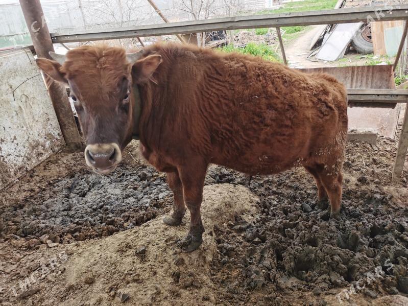 SWES OKIZ - Gökdepe - img 1