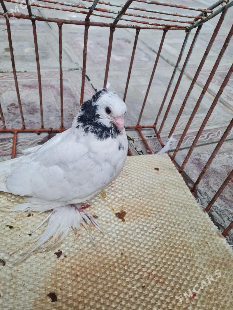 Мрамор juyje - Aşgabat - img 1