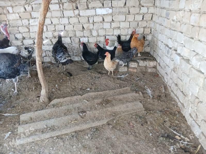 Towuk - Мары - img 1