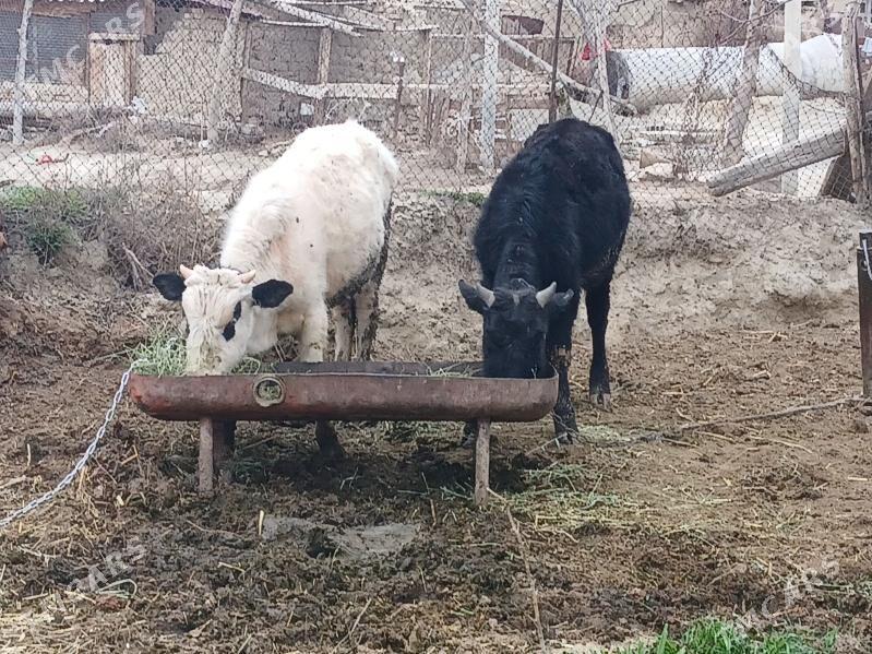 okuz - Бахарден - img 1