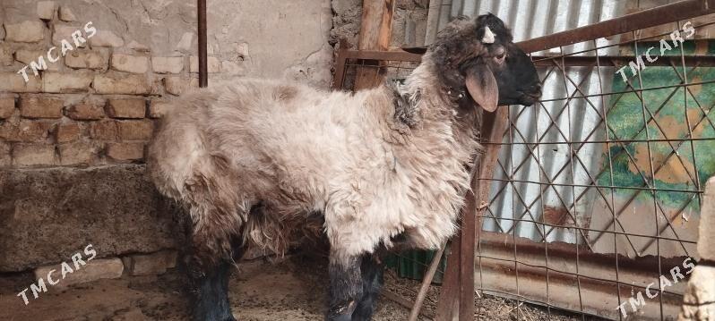 issek - Хитровка - img 1