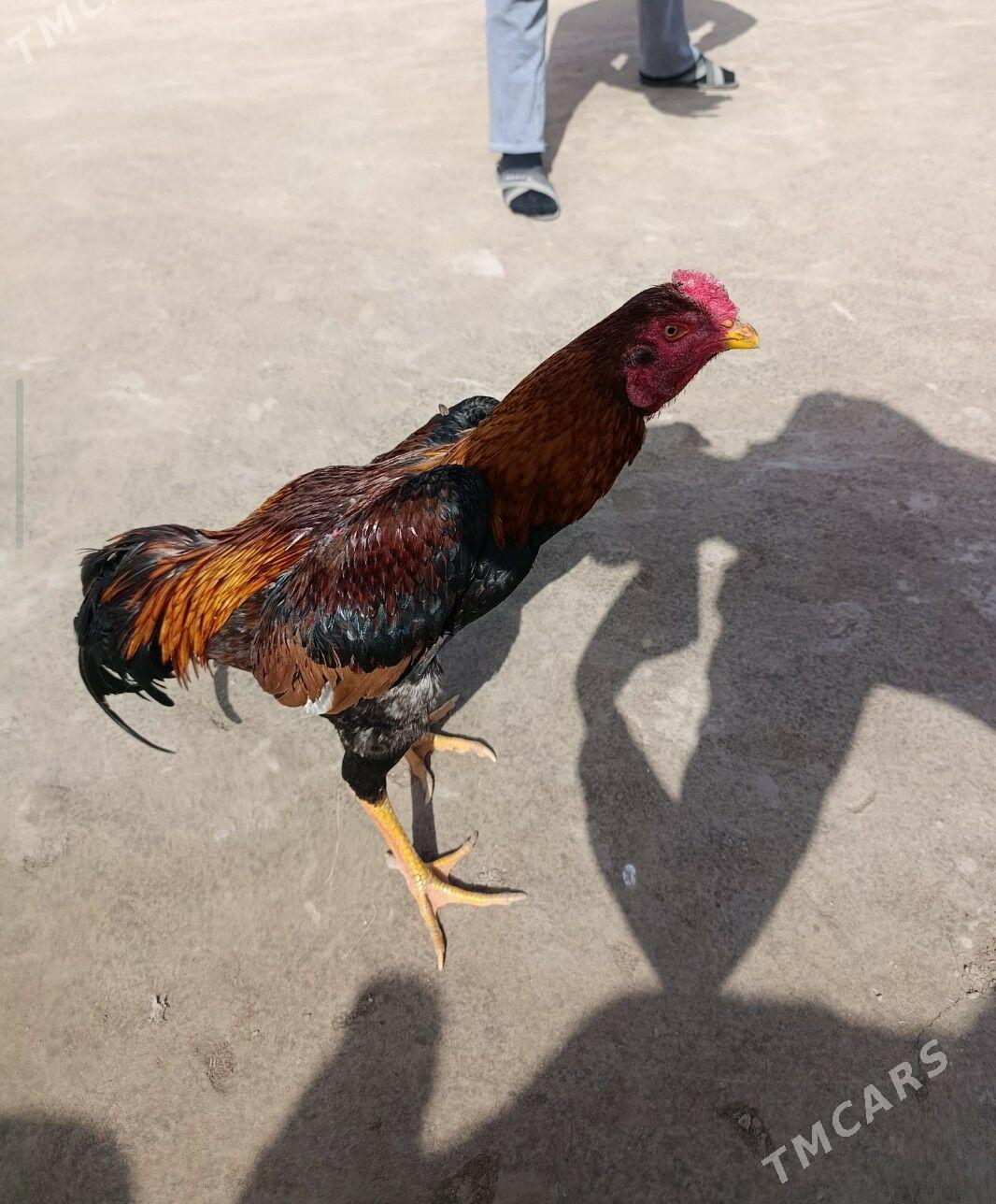 Horaz jüýje baýes - Керки - img 1