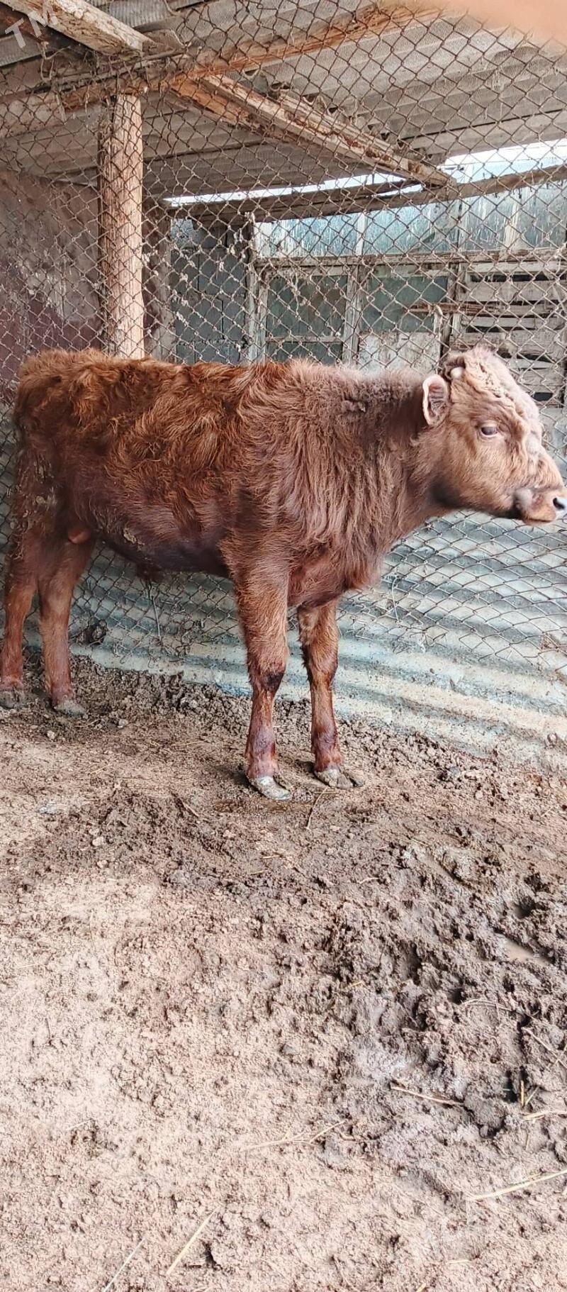 öküz - Херрикгала - img 1