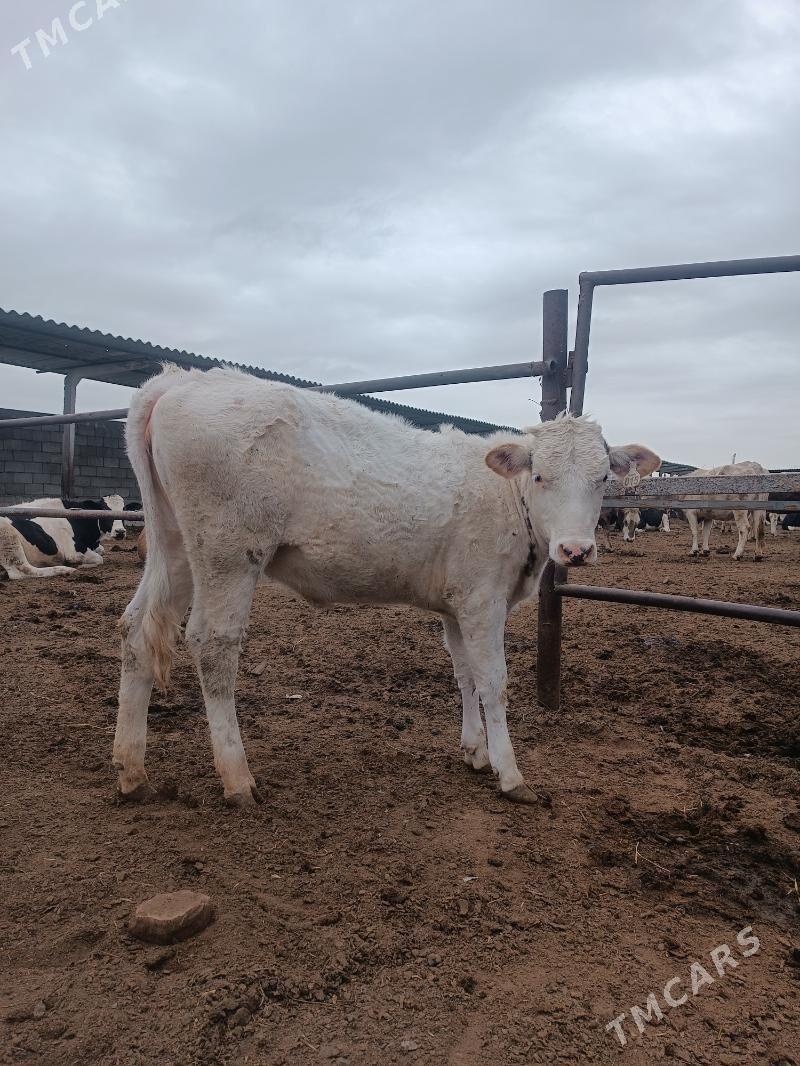 sygyr göleli - Ак-Бугдайский этрап - img 1