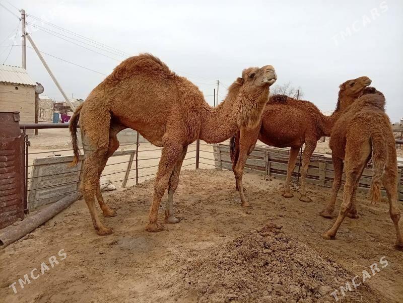 Höwir erkek - Esenguly - img 1