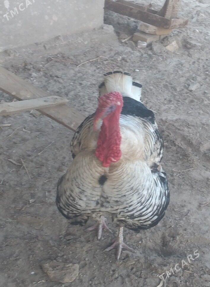 induklar - Туркменабат - img 1