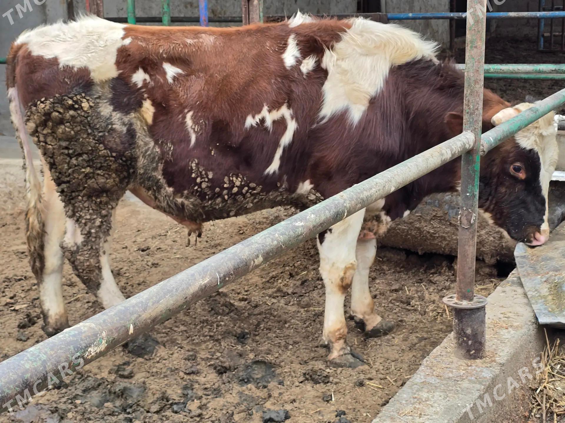 Okuz Aisir - Bäherden - img 1