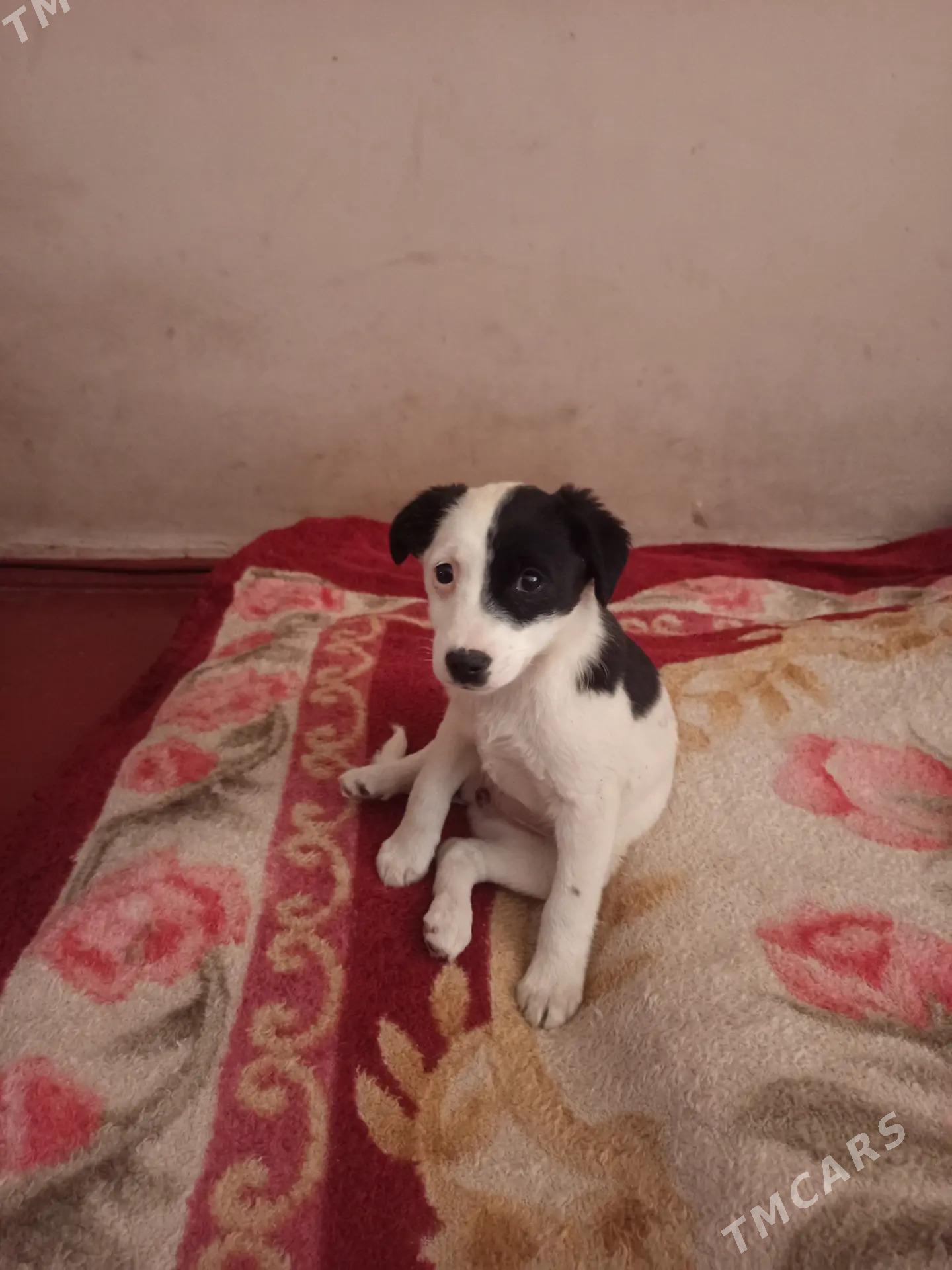 Сабачка звоночек - Туркменбаши - img 1