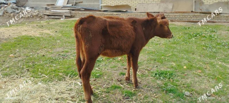 gulajyn gole - Мары - img 1