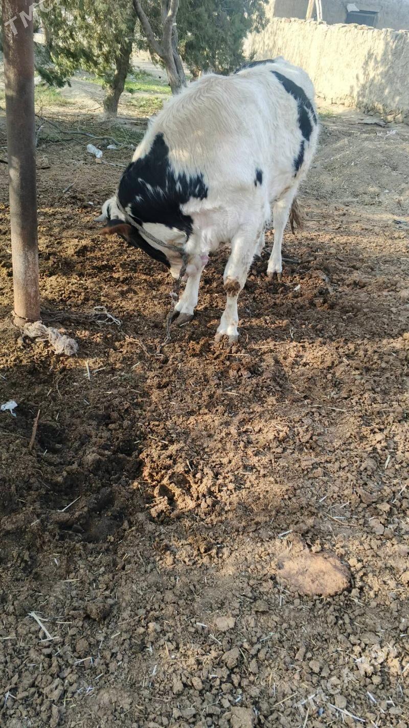 Ala okuz - Бахарден - img 1