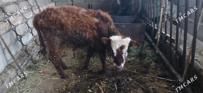 gole okuz - Гёкдепе - img 1