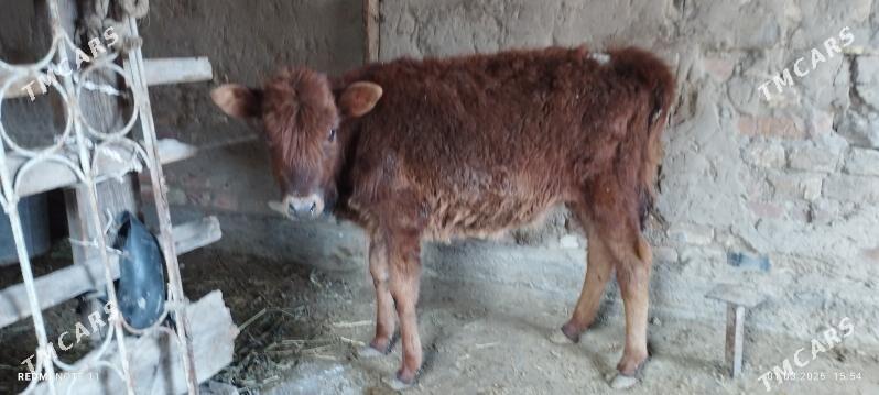 gulajyn mal - Мары - img 1