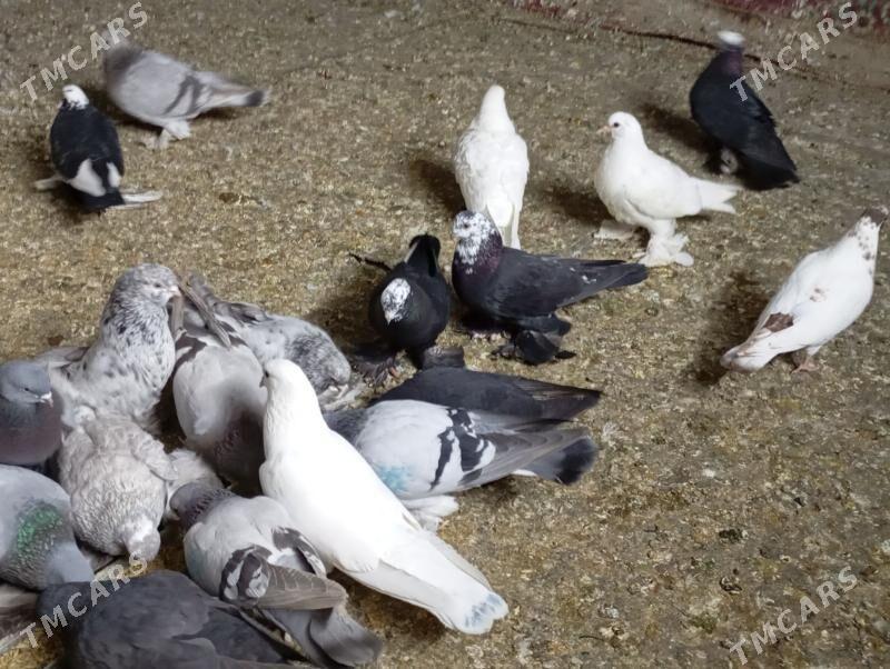 kepderi - Aşgabat - img 1