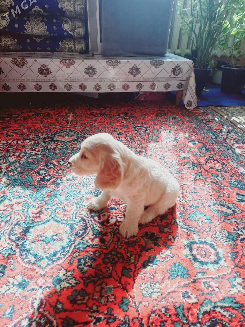 Arassa rus spaniel - Дашогуз - img 1