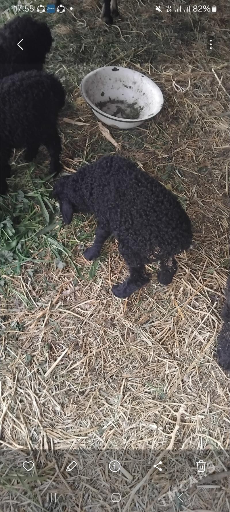 guzy - Wekilbazar - img 1