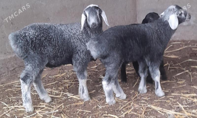 gisar guzyly goyun - Багир - img 1