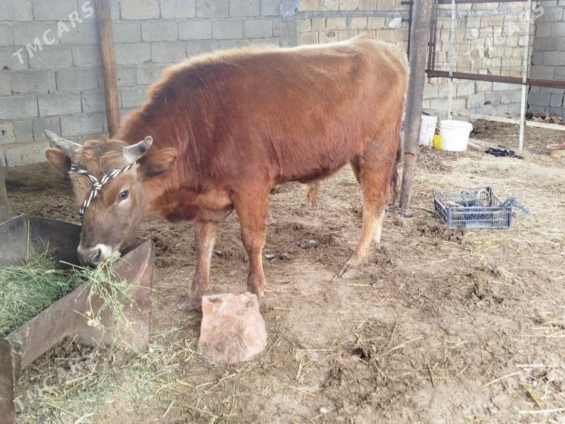 okuz - Aşgabat - img 1