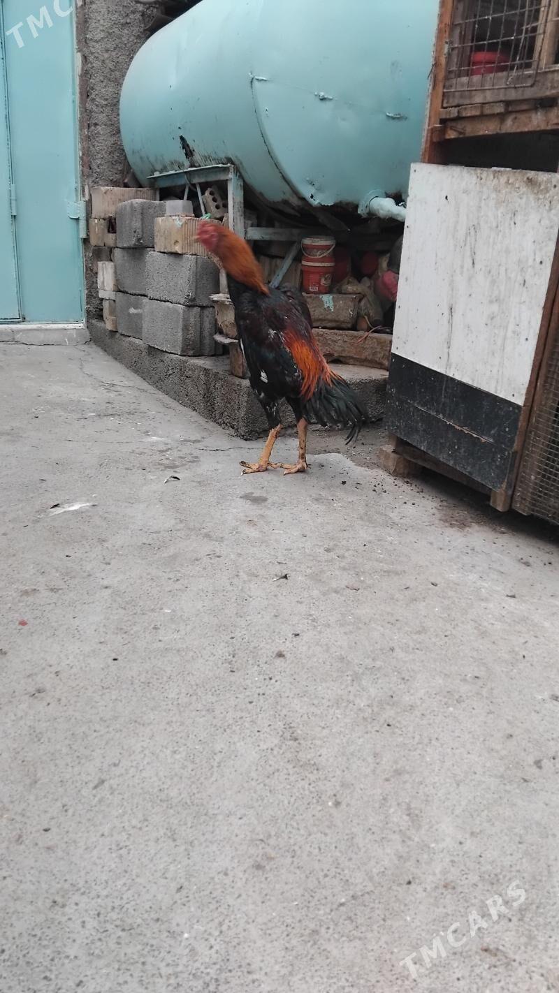 taskent - Хитровка - img 1