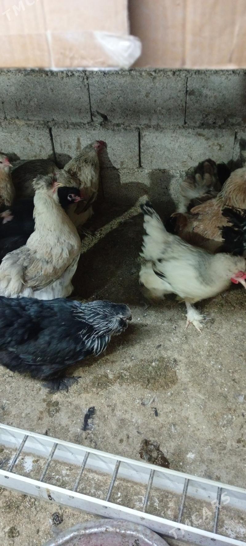 towuk horaz - Änew - img 1