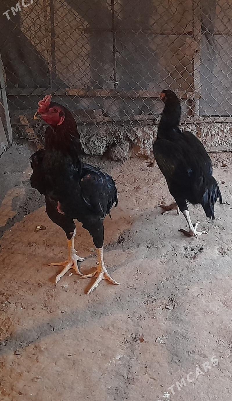 horaz juje towuk taşgent - Ашхабад - img 1