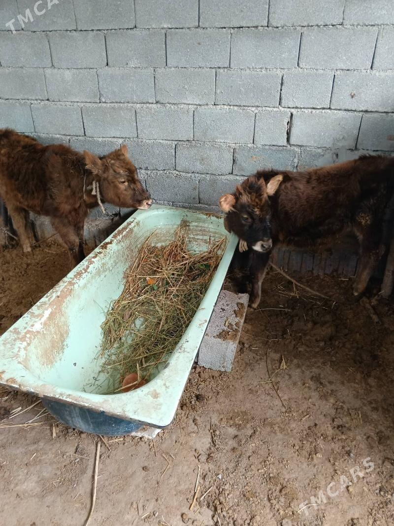 Göleler - Ашхабад - img 1