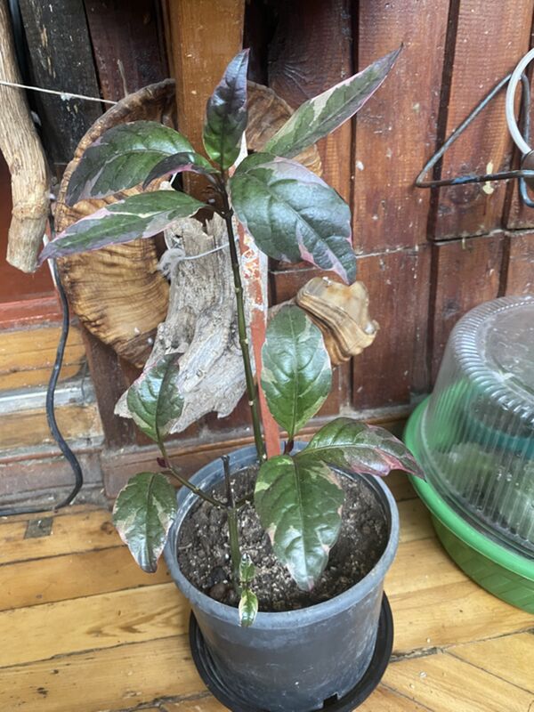 цветы для дома - Aşgabat - img 1